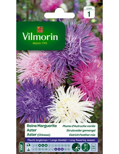 Reine Marguerite Plume d'Autruche variée Vilmorin Graines de plante fleurie