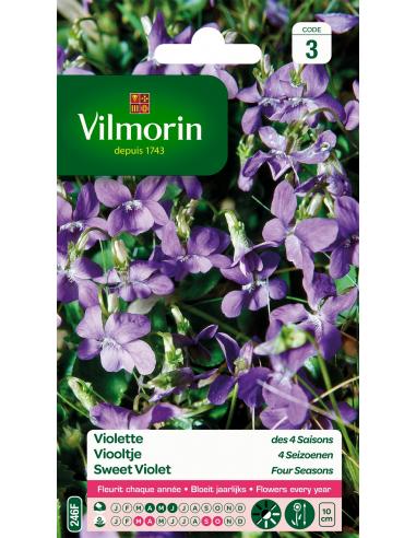 Violette 4 saisons odorante Vilmorin Graines de plante fleurie