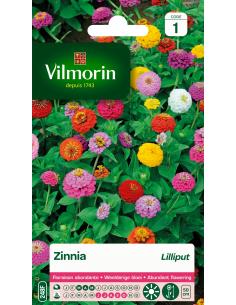Zinnia Lilliput varié Vilmorin Graines de plante fleurie