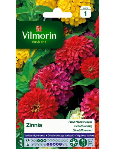 Zinnia Fleur Monstrueuse Vilmorin Graines de plante fleurie