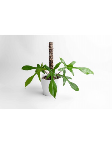 Philodendron varié - 20L  Plante verte