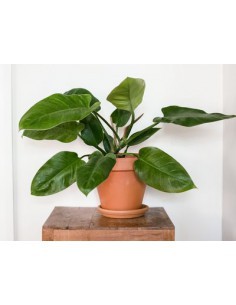 Philodendron varié - 20L  Plante verte 2