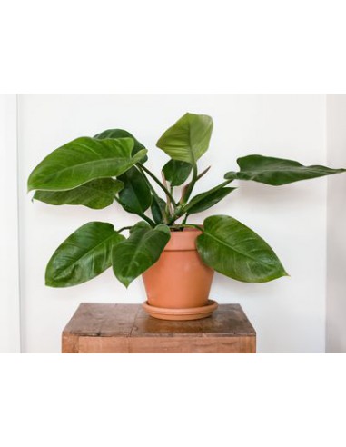 Philodendron varié - 20L  Plante verte