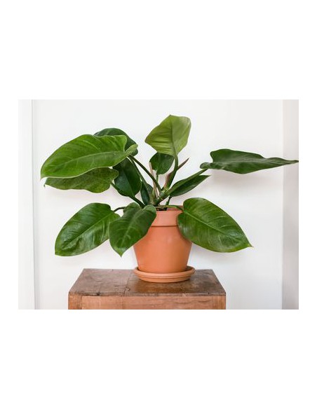 Philodendron varié - 20L  Plante verte