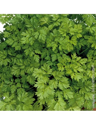 Cerfeuil frisé - Fourche & Compagnie Fourche et Compagnie Graines aromatiques