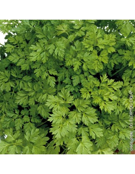 Cerfeuil frisé - Fourche & Compagnie Fourche et Compagnie Graines aromatiques