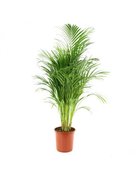 Palmier multipliant - Dypsis Lutescens - 7,5L  Palmier 2