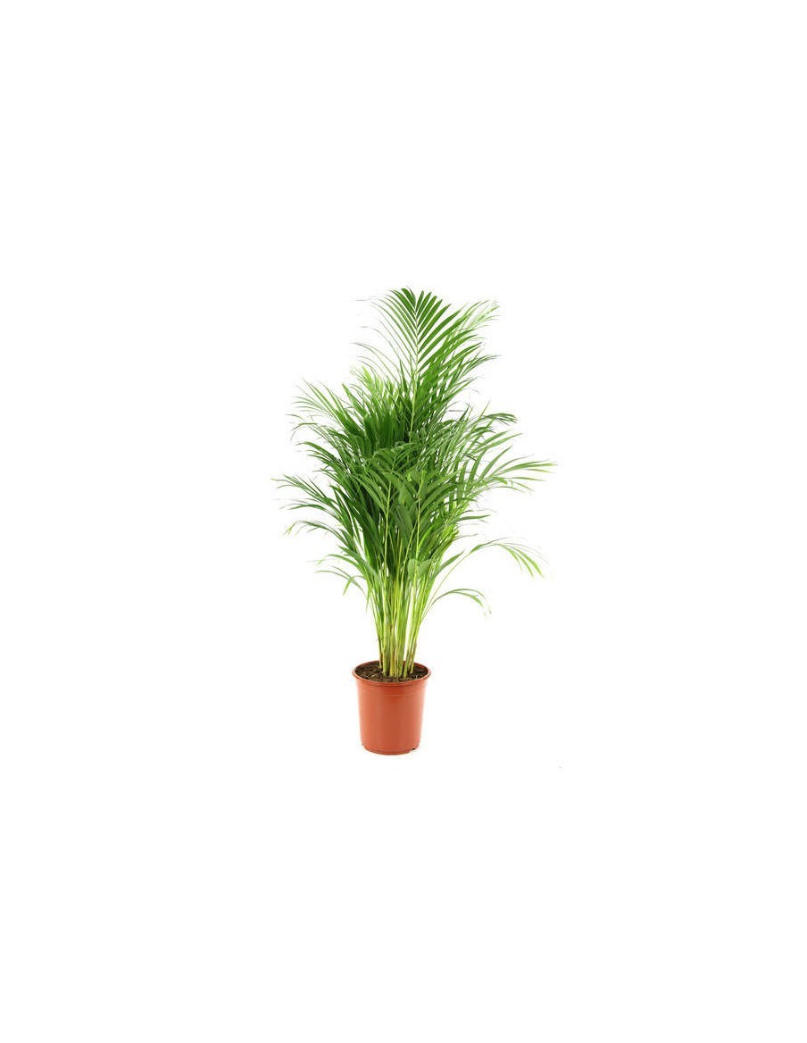 Palmier multipliant - Dypsis Lutescens - 7,5L  Palmier