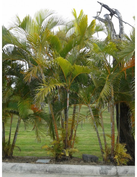 Palmier multipliant - Dypsis Lutescens - 7,5L  Palmier