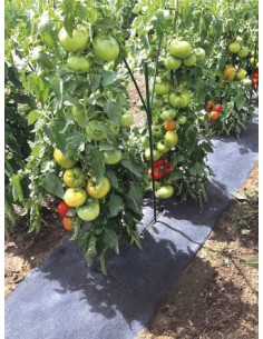 Film pré-percés fraises/tomates - 5 x 0.6 m  Film, toile de paillage et nappe anti-herbe 2