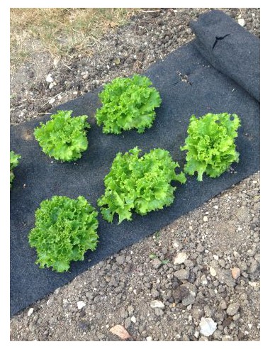 Film pré-percés salades / haricots - 5 x 0.6 m  Film, toile de paillage et nappe anti-herbe