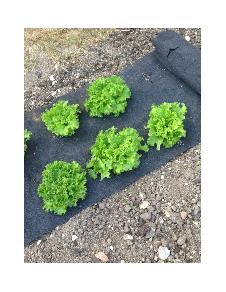 Film pré-percés salades / haricots - 5 x 0.6 m  Film, toile de paillage et nappe anti-herbe