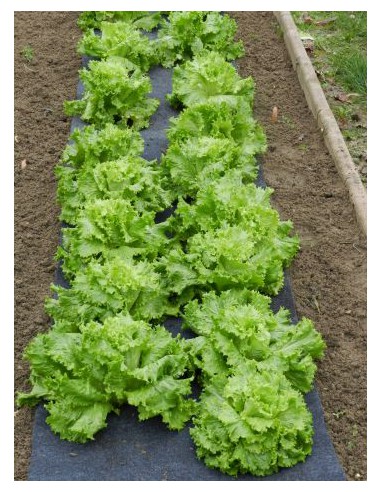 Film pré-percés salades / haricots - 5 x 0.6 m  Film, toile de paillage et nappe anti-herbe
