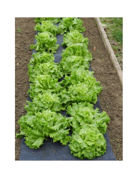 Film pré-percés salades / haricots - 5 x 0.6 m  Film, toile de paillage et nappe anti-herbe
