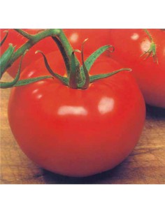 Graines de Tomate Sumo - Tropica Tropica Graines du potager