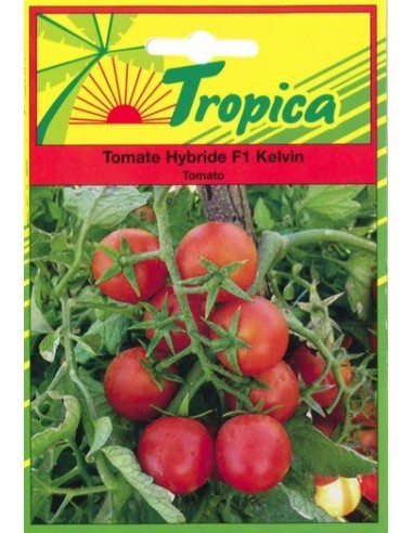 Graines de Tomate Kelvin - Tropica Tropica Graines du potager