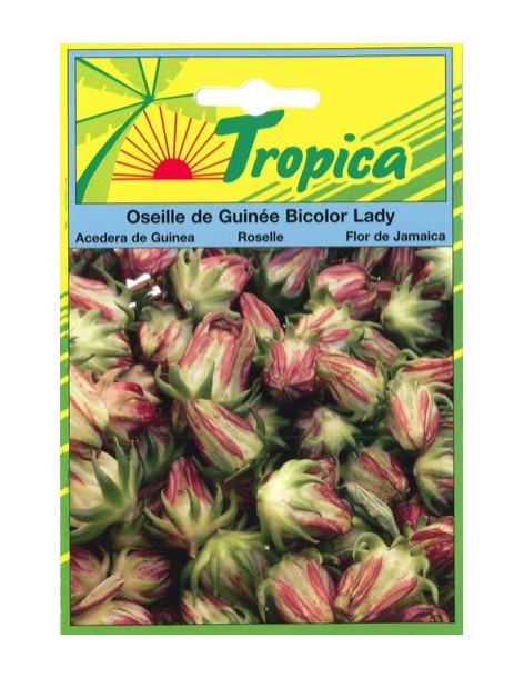 Graines d'Oseille de Guinée Bicolor Lady - Tropica Tropica Graines aromatiques