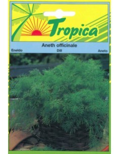 Graines d'Aneth Officinale Tropica Graines aromatiques