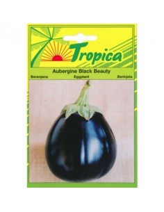 Graines d'Aubergine Black Beauty - Tropica Tropica Graines du potager