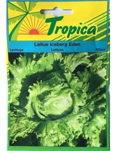Laitue Iceberg Eden - Tropica Tropica Graines du potager