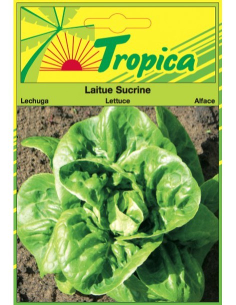 Laitue Grasse Sucrine - Tropica Tropica Graines du potager