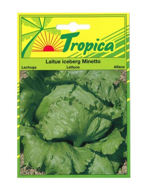 Graines de Laitue Batavia Iceberg Minetto - Tropica Tropica Graines du potager