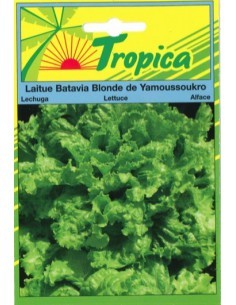 Graines de Laitue Batavia Blonde de Yamoussoukro - Tropica Tropica Graines du potager