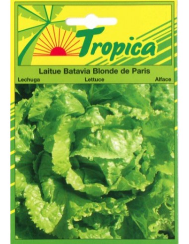 Graines de Laitue Batavia Blonde de Paris - Tropica Tropica Graines du potager