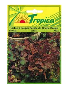 Graines de Laitue à Couper Feuille de Chêne Rouge - Tropica Tropica Graines du potager