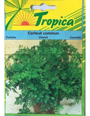 Graines de Cerfeuil Commun - Tropica Tropica Graines aromatiques