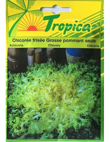 Graines de Chicorée Frisée Grosse Pommant Seule - Tropica Tropica Graines du potager