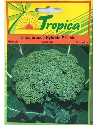 Graines de Chou Brocoli Lola - Tropica Tropica Graines du potager