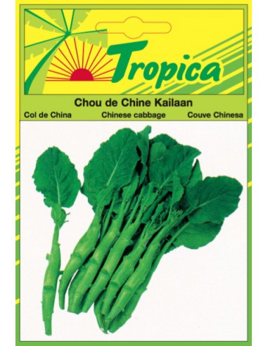 Graines de Chou de Chine Kailaan - Tropica Tropica Graines du potager