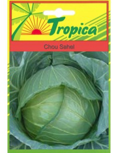 Graines de Chou Sahel - Tropica Tropica Graines du potager