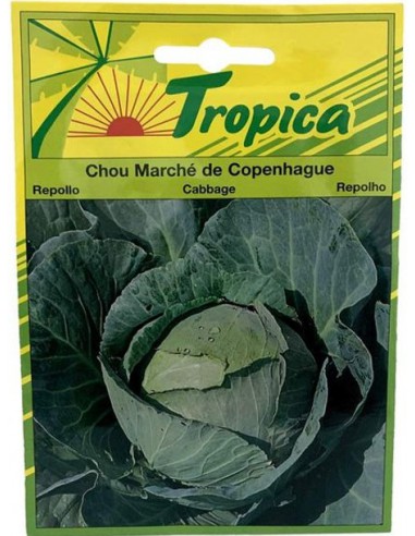 Graines de Chou Marché de Copenhague - Tropica Tropica Graines du potager