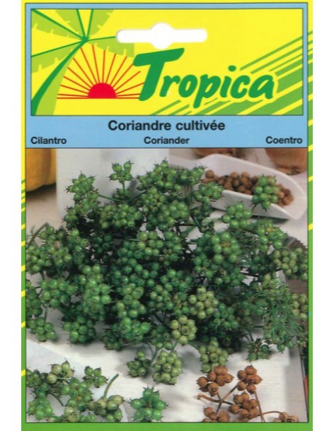 Graines de Coriandre Cultivée - Tropica Tropica Graines aromatiques