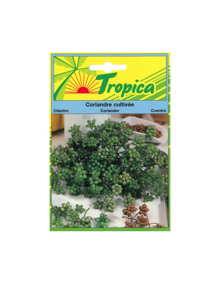 Graines de Coriandre Cultivée - Tropica Tropica Graines aromatiques