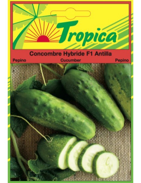 Graines de Concombre Antilla - Tropica Tropica Graines du potager