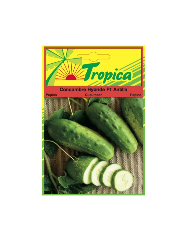 Graines de Concombre Antilla - Tropica Tropica Graines du potager