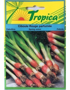 Graines de Ciboule Rouge Parfumée - Tropica Tropica Graines aromatiques