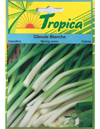 Graines de Ciboule Blanche - Tropica Tropica Graines aromatiques