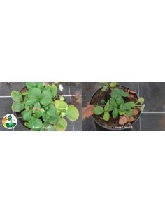 Stimulateur racinaire Osyril 10x10ml Solabiol Autre Engrais de Synthèse 2