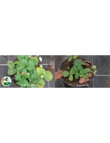 Stimulateur racinaire Osyril 10x10ml Solabiol Autre Engrais de Synthèse