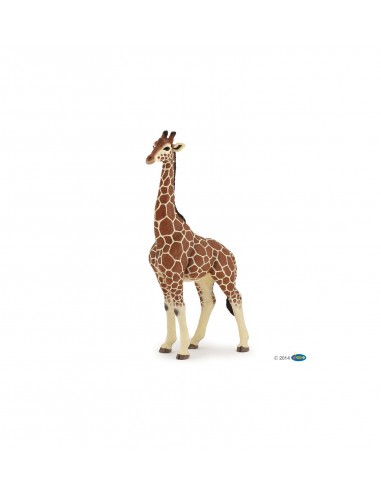 Figurine Girafe Male - Papo Papo Figurines