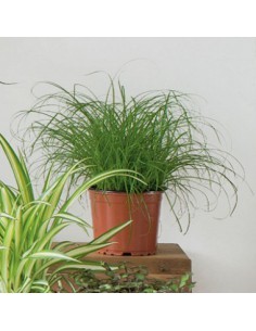 Herbe à chat pot diam. 12cm  Friandises
