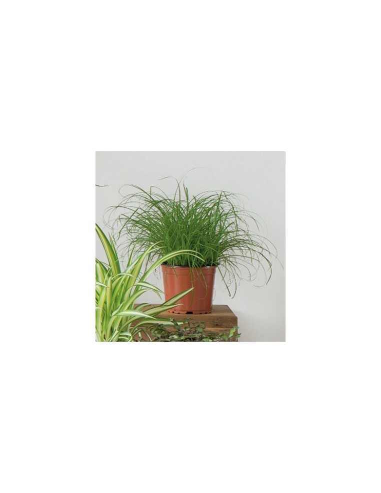 Herbe à chats P12 cm Acheter - Plantes de chambre - LANDI