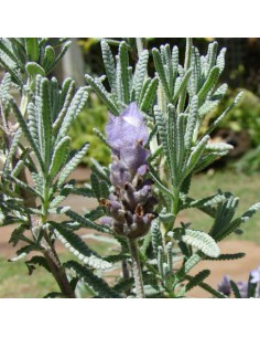 Lavande 2L  Plante de massif