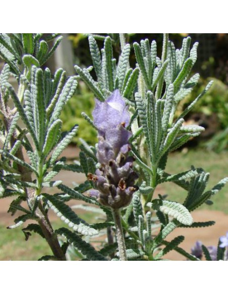 Lavande 2L  Plante de massif