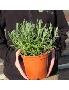 Lavande 2L  Plante de massif 2