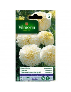 Rose D'Inde Kilimandjaro - Vilmorin Vilmorin Graines de plante fleurie